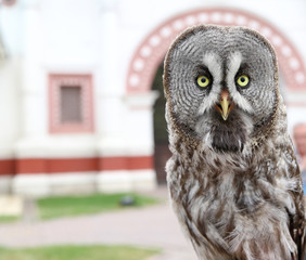 Portrait of wise owl on a blurred background with arch.
