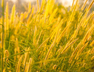 Sun light and Grass flowers.