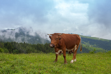 Fototapeta na wymiar Majestic sunset in the mountains landscape. The cow is grazing in beautiful mountains, Ukraine