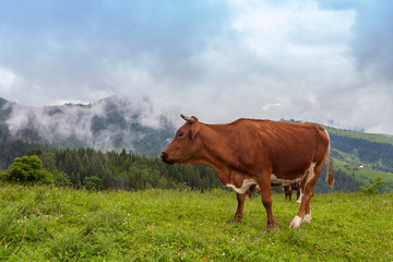 Fototapeta na wymiar Majestic sunset in the mountains landscape. The cow is grazing in beautiful mountains, Ukraine