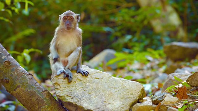 Playful monkeys sit on a rock and groom each other in their habitat