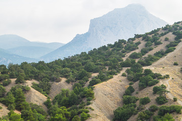 Junipers and pines on the slopes