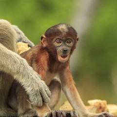 Proboscis Monkey baby