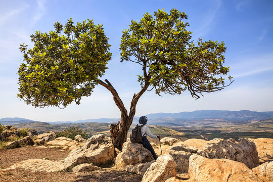 Mountain nature landscape.Green lonely tree on a cliff top and traveler rests. Arbel Cliff National park.View of Galilee Mountains in the distance background. Seasons and travel. Low Galilee. Israel 