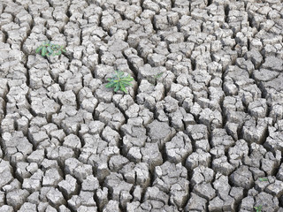 Dry cracked ground with plant