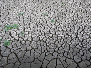 Dry cracked ground with plant