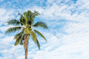 Obraz premium Coconut tree under blue sky and cloud.