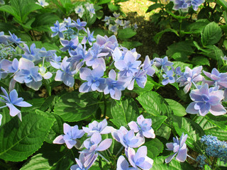 あじさい