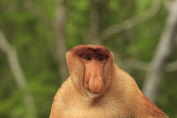 Proboscis Monkey adult male portrait