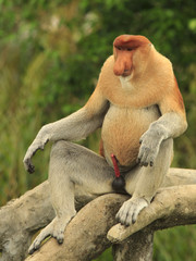 Proboscis Monkey adult male sexually aroused