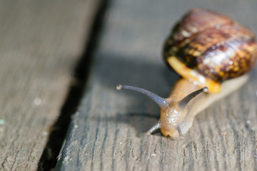 the snail in the background