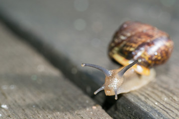 the snail in the background