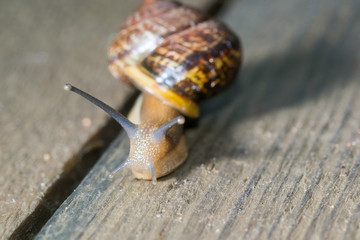 the snail in the background