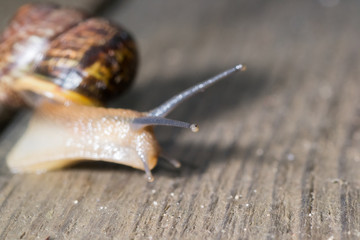 the snail in the background