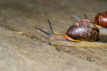 the snail in the background