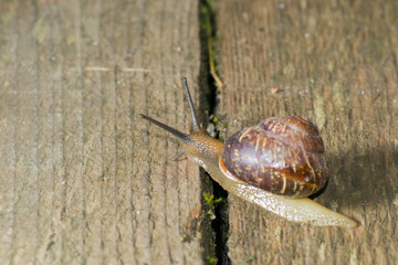 the snail in the background