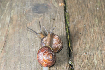 the snail in the background