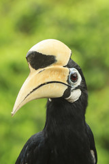 Oriental Pied Hornbill bird portrait