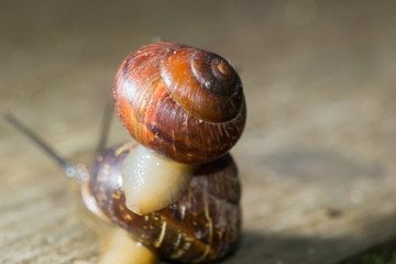 the snail in the background