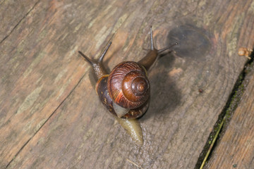 the snail in the background