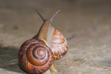 the snail in the background