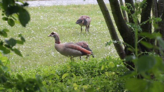 Nilgans grast mit einem Jungvogel auf einer Wiese