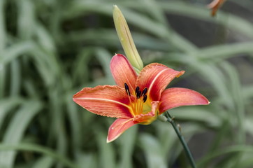 Obraz premium Yellow flowers of Madonna Lily or Lilium candidum, Sofia, Bulgaria