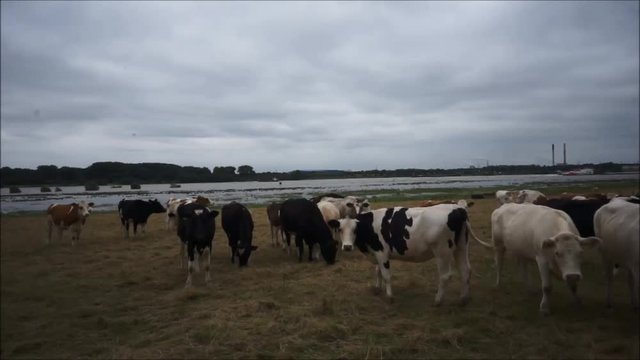 Kuhherde auf einer Weide am Rhein
