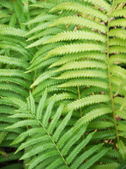 Shrubs fern. Background