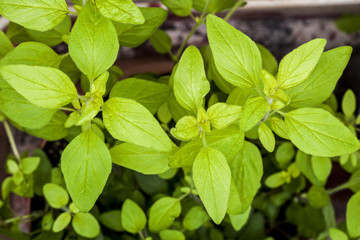 Golden Marjoram (Origanum vulgare) a form of oregano. Herb plant.
