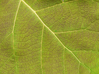 green leaf texture ( teak leaf )
