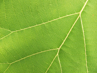 green leaf texture ( teak leaf )