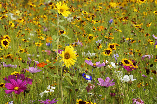 Sommerliches Wildblumenfeld