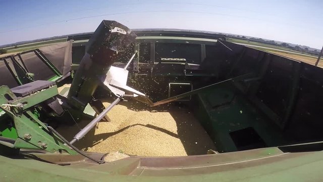 Combine harvesting grain in the field