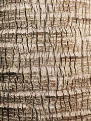 closeup of palm tree texture