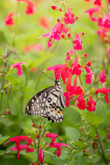 Beautiful Butterfly on Colorful Flower