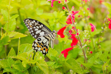 Beautiful Butterfly on Colorful Flower