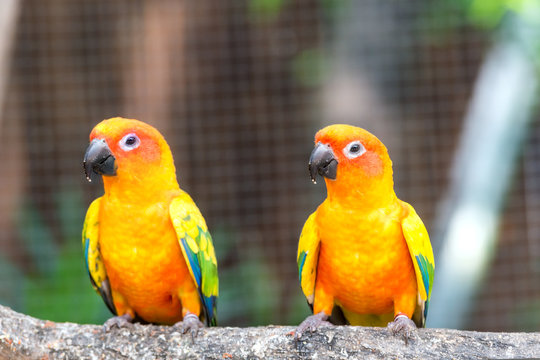Lovely sun conure parrot birds on the perch. Pair of colorful su