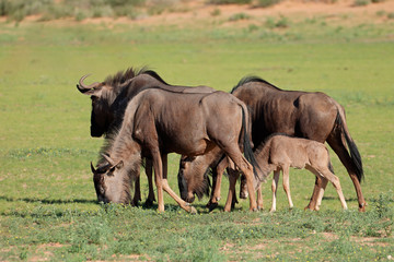 Small group of blue wildebeest (Connochaetes taurinus) grazing, Kalahari, South Africa.