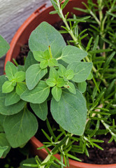 Oregano / Origanum herb - young cutting, rosemary in background.