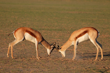 Two male springbok antelopes (Antidorcas marsupialis) fighting for territory, Kalahari desert, South Africa.