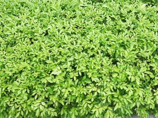 Obraz premium bush background