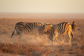 Two Plains (Burchells) Zebra stallions (Equus burchelli) fighting, Etosha National Park, Namibia.