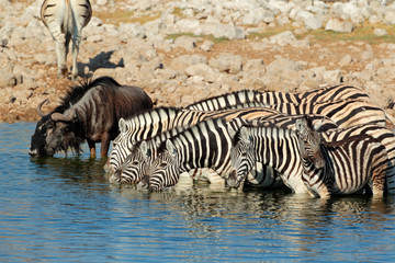 Plains zebras (Equus burchelli) and wildebeest drinking water, Etosha National Park, Namibia.