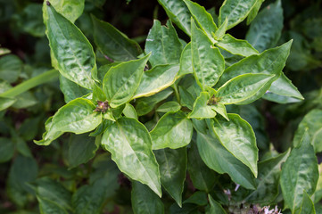Ocimum basilicum Linn, Sweet basil