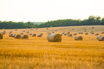 Fototapeta premium Harvested field with straw bales