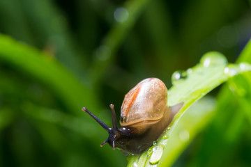 the snail in the background