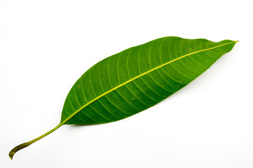 Green mango leaf isolated on white background.