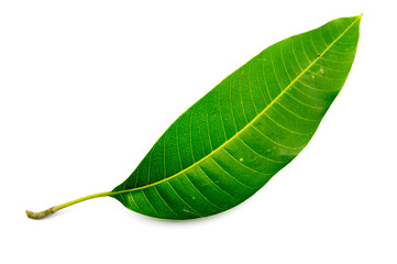 Green mango leaf isolated on white background.