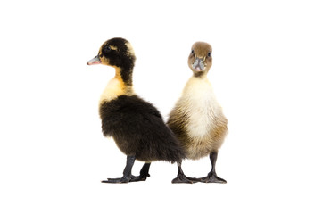 Two duckling standing isolated on white background